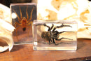 Small Invertebrate Paperweights - Curious Nature