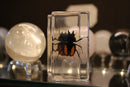 Small Invertebrate Paperweights - Curious Nature