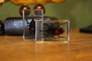 Small Invertebrate Paperweights - Curious Nature