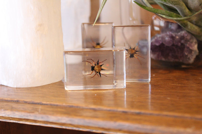 Small Invertebrate Paperweights - Curious Nature