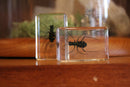 Small Invertebrate Paperweights - Curious Nature