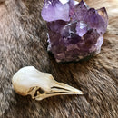 Pigeon Skull - Curious Nature