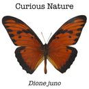 Dione juno