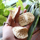 American Alligator Scutes - Curious Nature