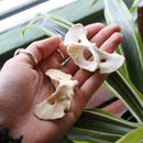 Coyote Atlas Bones - Curious Nature