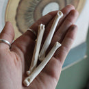 Coyote Paw Bones - Curious Nature