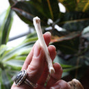 Coyote Paw Bones - Curious Nature