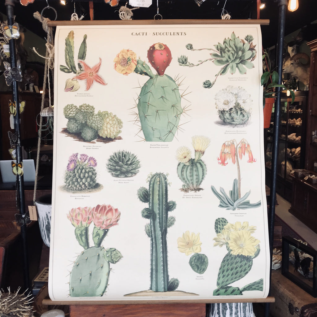 chart of succulents Vintage School Chart- Succulents
