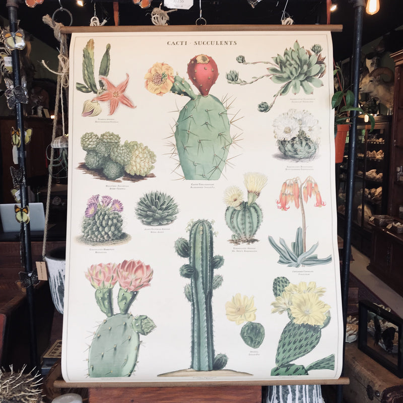 vintage succulent poster Vintage School Chart- Succulents