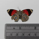 Callicore hystaspes