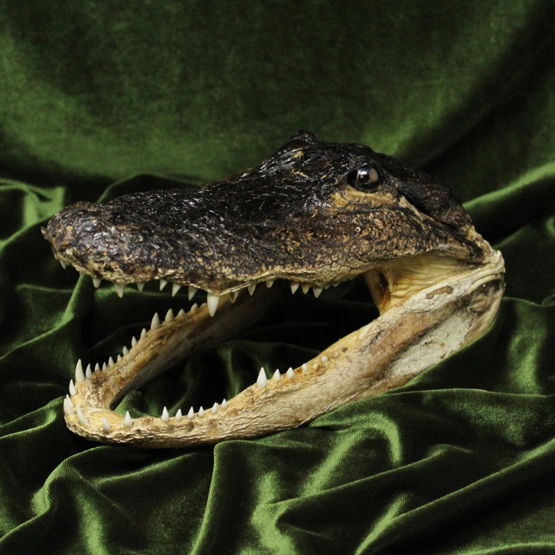 Alligator Head (13”)