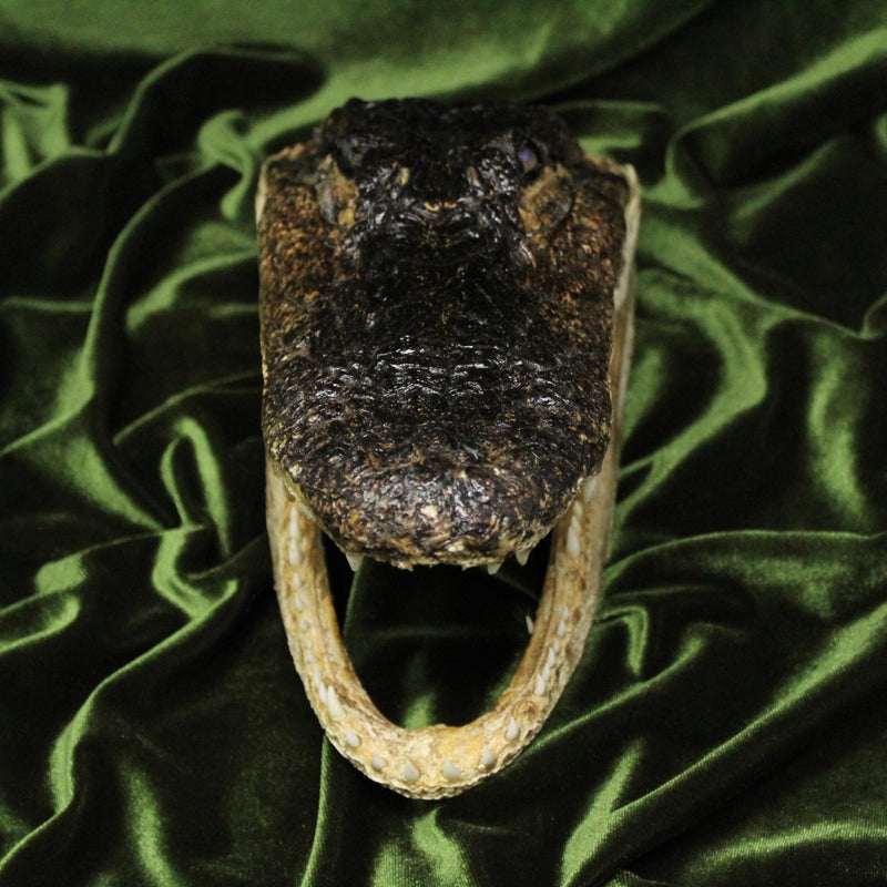 Alligator Head (13”)