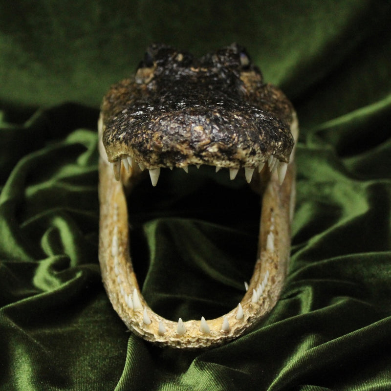 Alligator Head (13”)