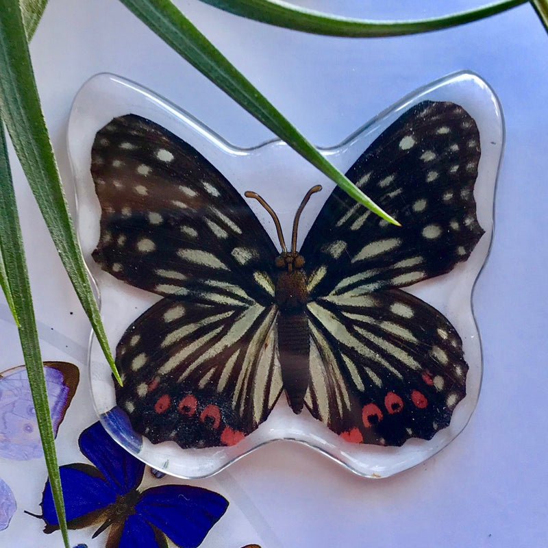 Red Ring Skirt Butterfly Magnet - Curious Nature