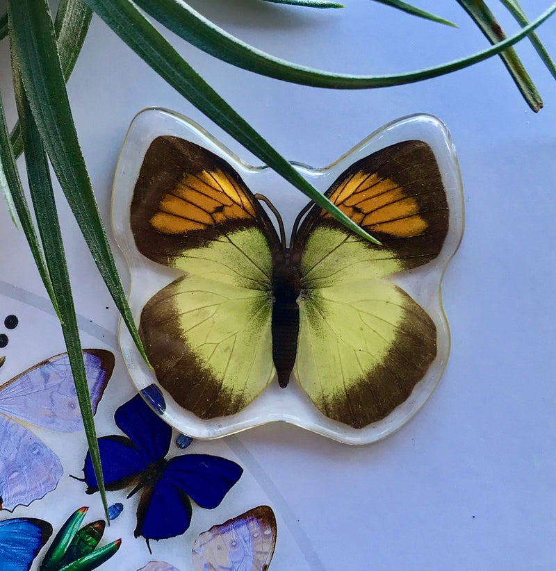 Yellow Orange Tip Butterfly Magnet - Curious Nature