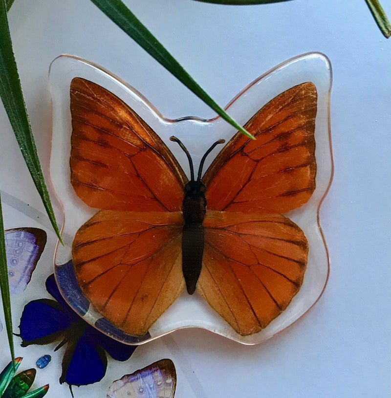 Orange Albatross Butterfly Magnet - Curious Nature