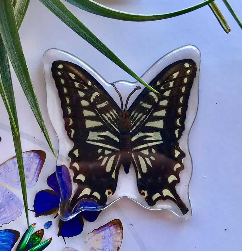 Asian Swallowtail Butterfly Magnet - Curious Nature