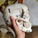 Human Skull