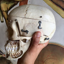 Human Skull