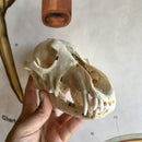 Coyote Skull