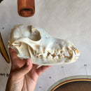 Coyote Skull