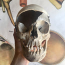 Human Skull with Hoodwink Goggles