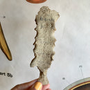 Human Sternum with Manubrium and Xiphoid (Eroded)