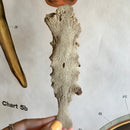 Human Sternum with Manubrium and Xiphoid (Eroded)