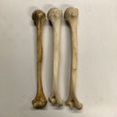 Human Humerus Bone