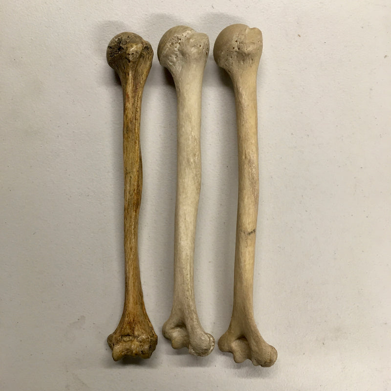  Human Humerus 2 Pieces, Earth-Tone Brown Relic, Left