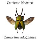 Lamprima adolphinae