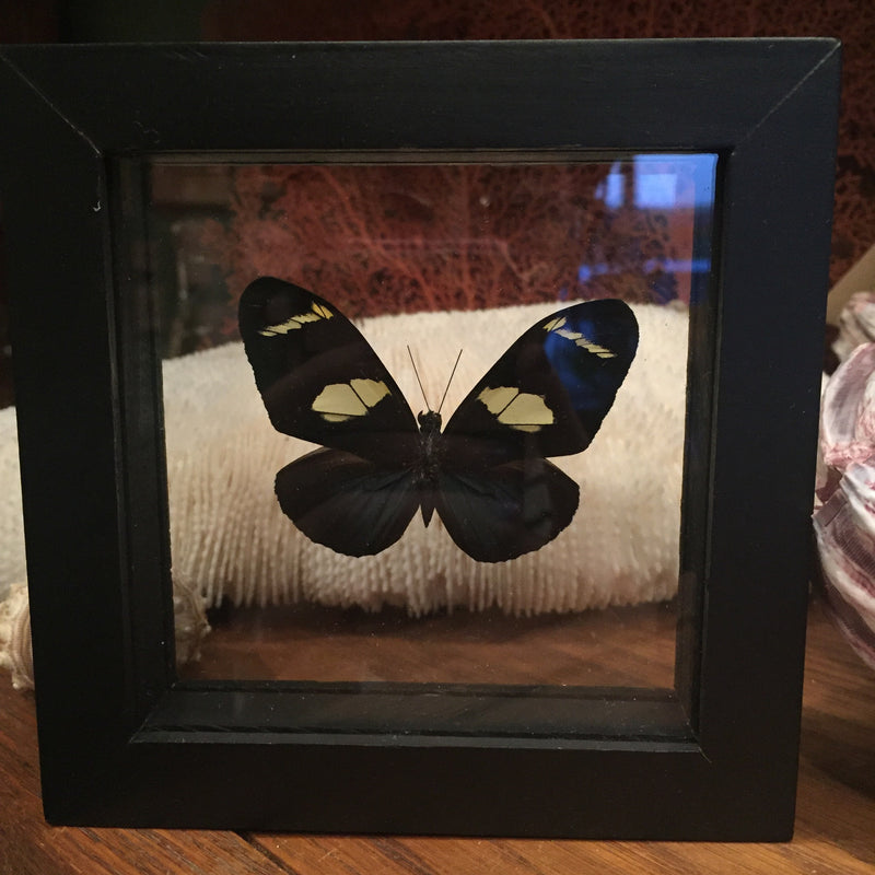 Double Glass Heliconius Doris - Curious Nature