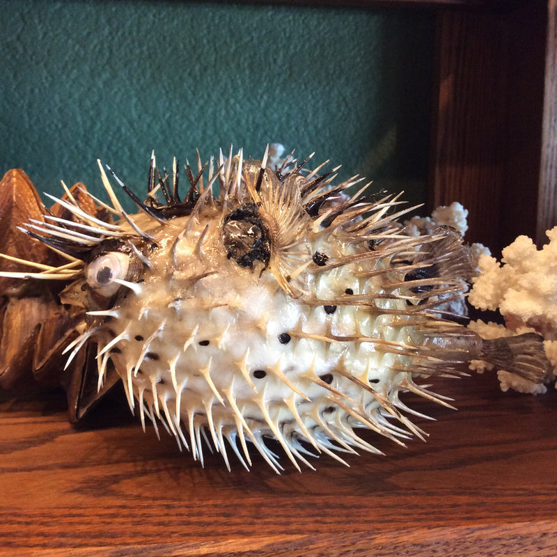 Taxidermy Porcupine Pufferfish