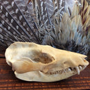 Opossum Skull