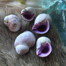 Cebu Beauty Shell - Curious Nature