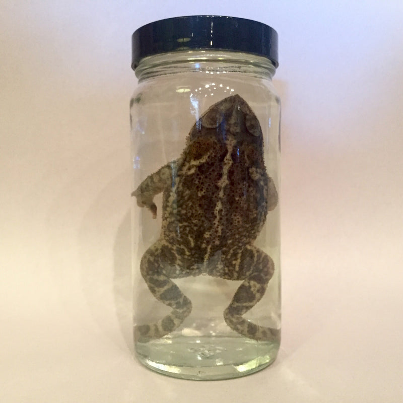 Toad Preserved Wet Specimen