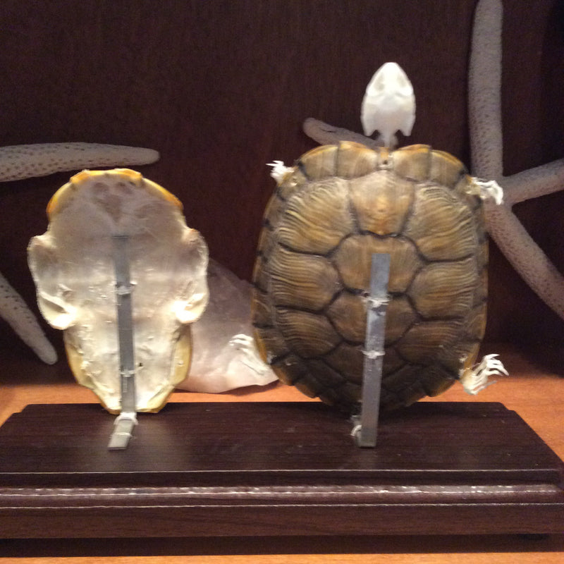Articulated Turtle Skeleton Natural Shell - Curious Nature