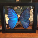 Giant Blue Morpho Butterfly in Double Glass