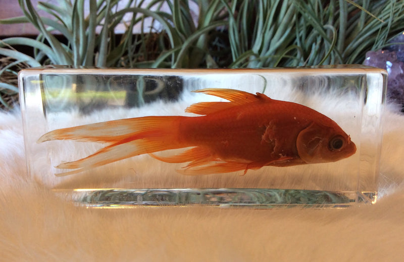 Common Goldfish Paperweight - Curious Nature