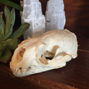 Otter Skull