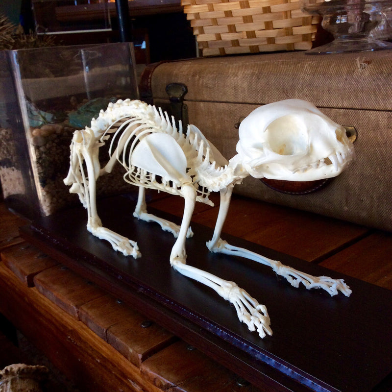 Articulated Cat Skeleton - Curious Nature