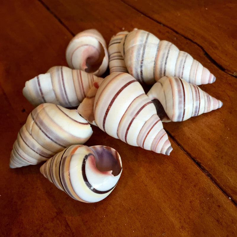 Haitian Tree Snail Shell