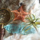 Bat Starfish - Curious Nature