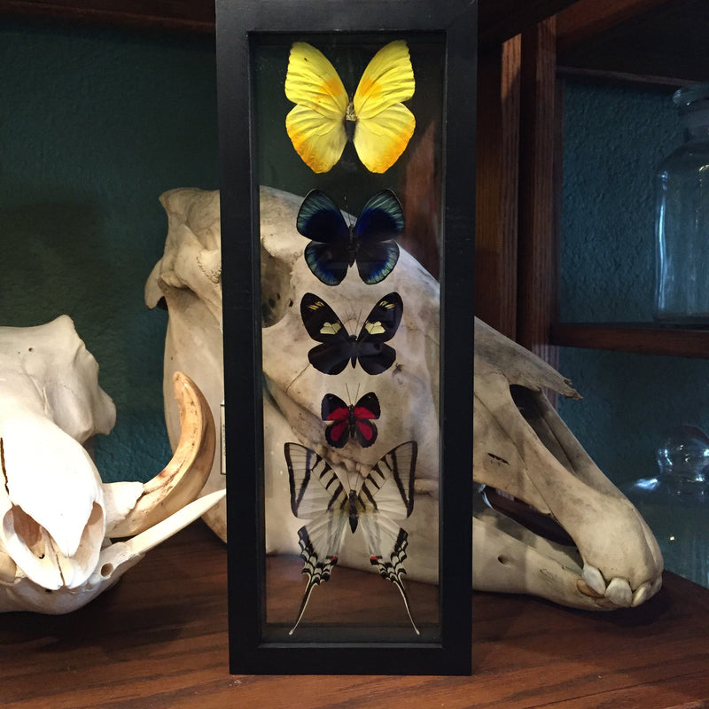 5 Peruvian Butterfly Collection 12.5"x 4.5" - Curious Nature