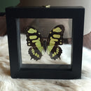 Double Glass Siproeta Stelenes - Curious Nature