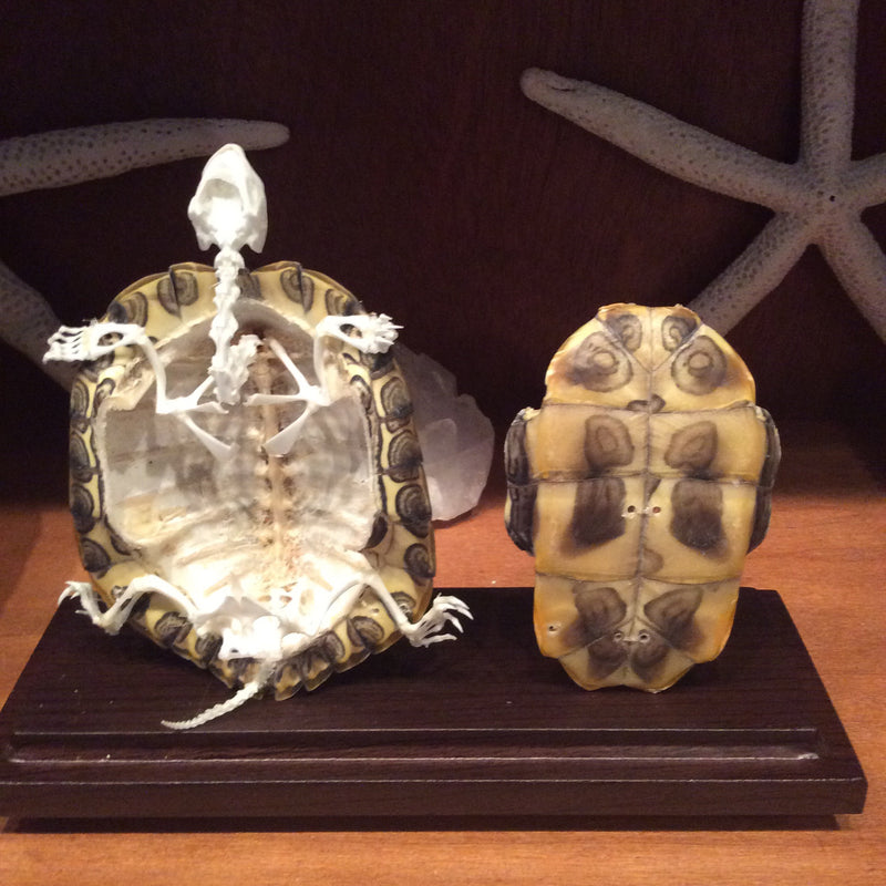 Articulated Turtle Skeleton Natural Shell - Curious Nature