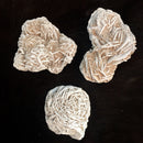 Desert Rose - Curious Nature