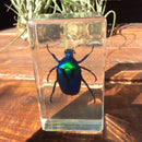 Medium Green Chafer Beetle Paperweight