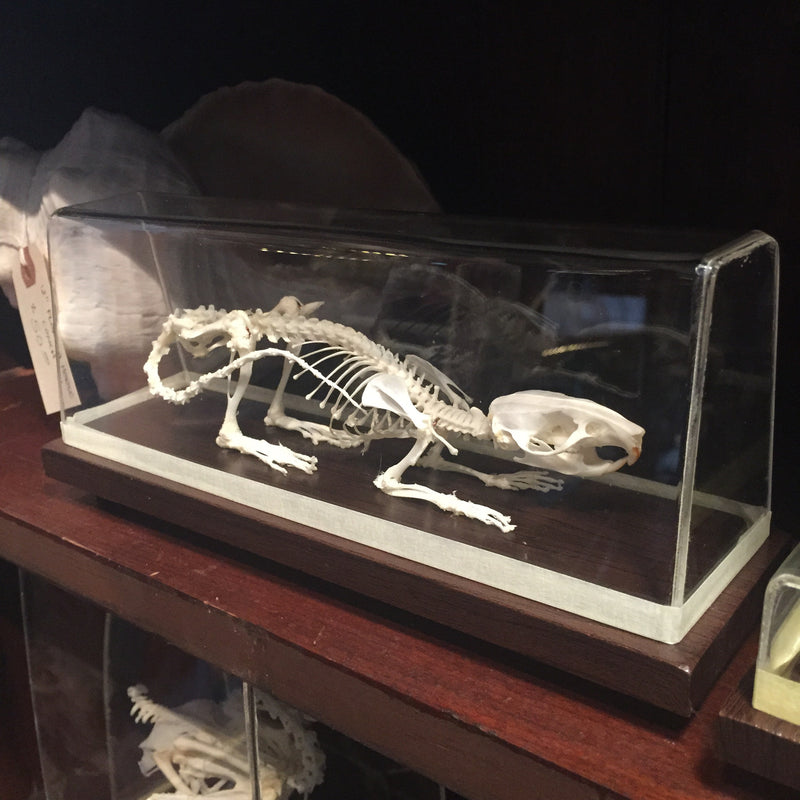 Articulated Rat Skeleton - Curious Nature