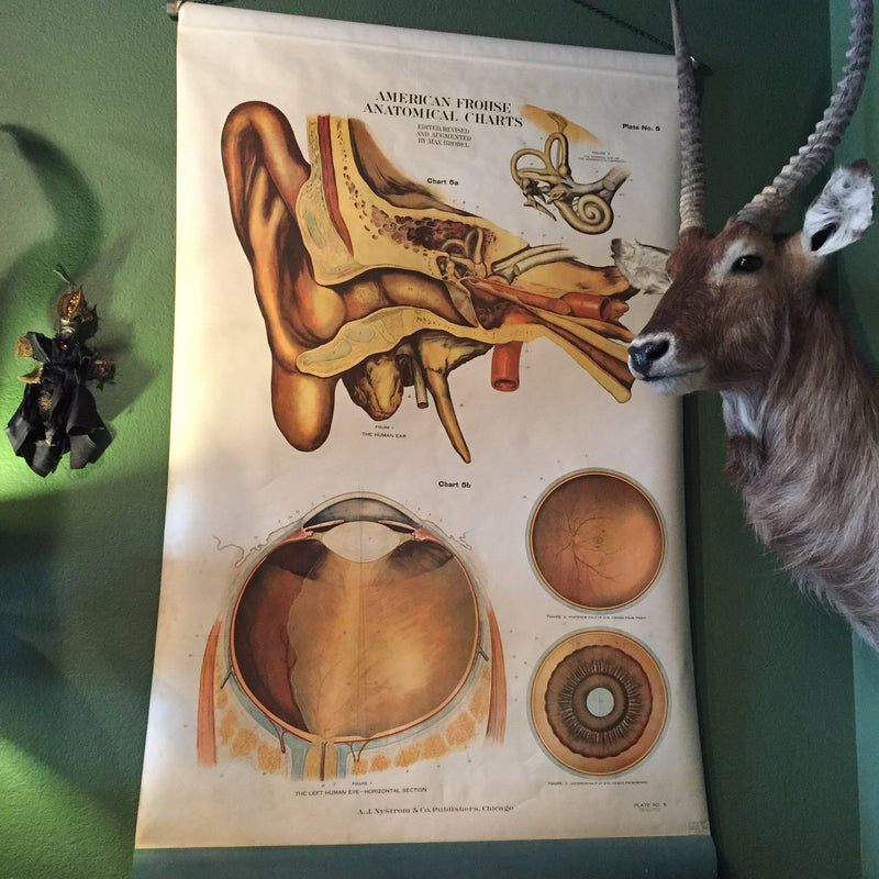 Antique Ear and Eye Systems Anatomical Chart - Curious Nature